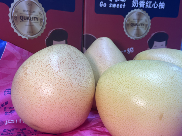 福建平和奶香红心柚子种植户